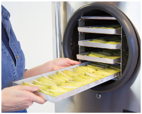 Sliced apples being put into a freeze dryer