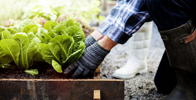 A person wearing gardening gloves tending to a plant in a garden bed