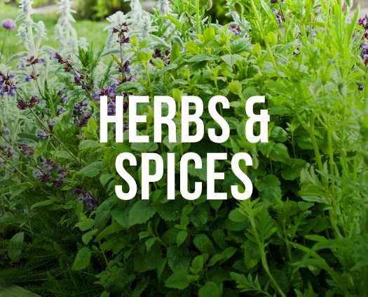 Herbs & Spices. A herb garden